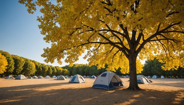 Découvrez l'arbre d'or, le meilleur camping de parentis en born
